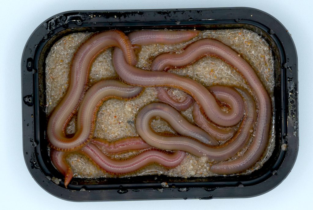 cebo vivo americana xl