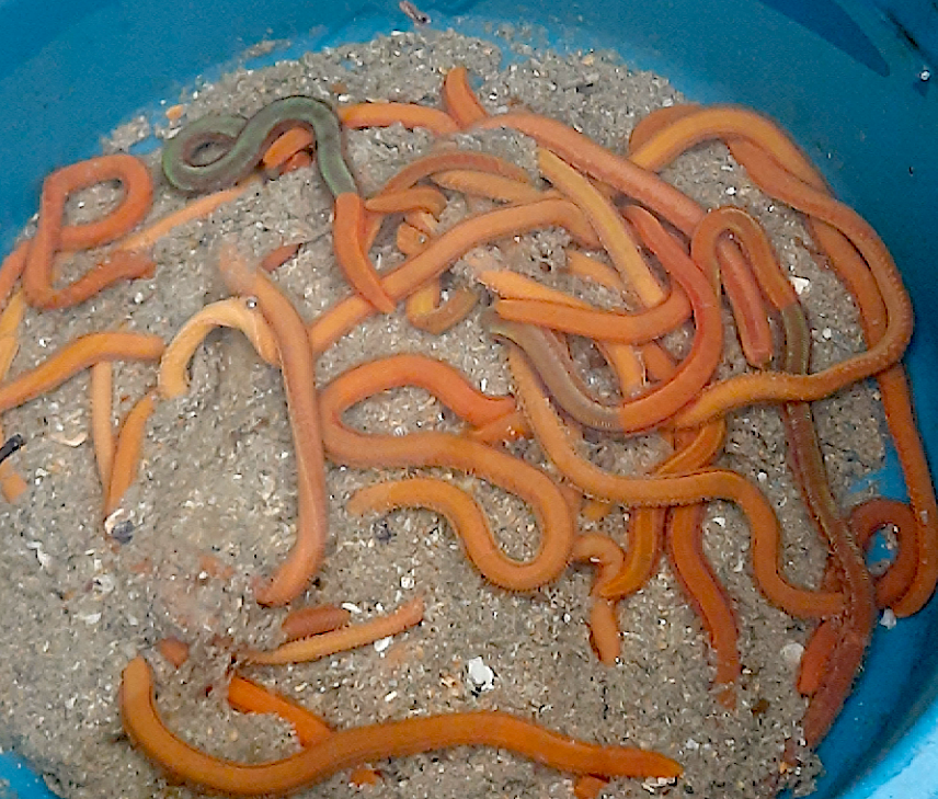 cebo vivo llubareros